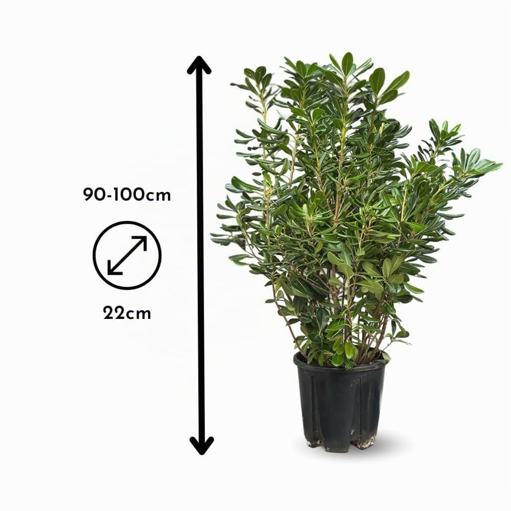 Attitude Jardin - Pittosporum tobira - piante di siepi - 90-100 cm - ⌀ 22 cm - pianta da esterno