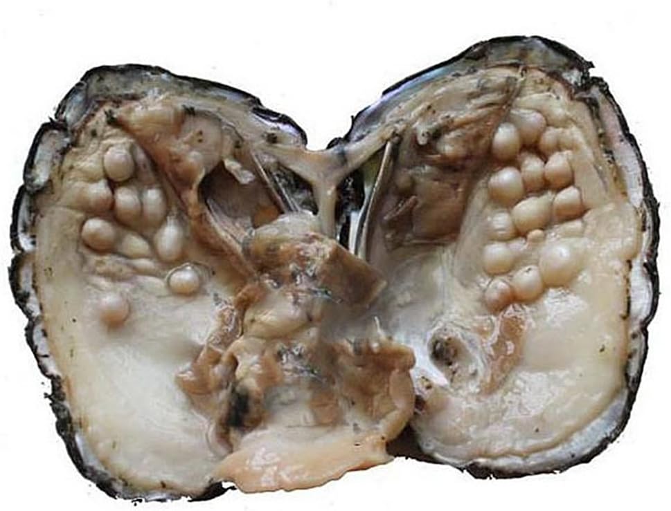 Cultured Freshwater Love Wish Pearl Oyster with Plenty of Oval Pearls Beads,Big Oyster Pearl Party Pearl Oysters with Pearl Inside Anniversary Decoration Birthday Gifts for Women(5-7mm) (Style