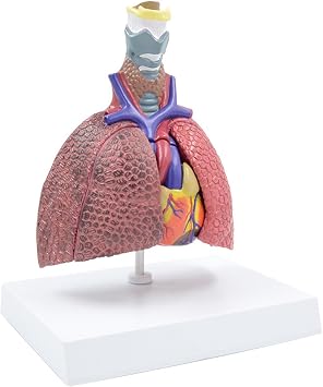 Anatomical Respiratory Model Life Size Pathological Lung Anatomy Model for Diseases Study