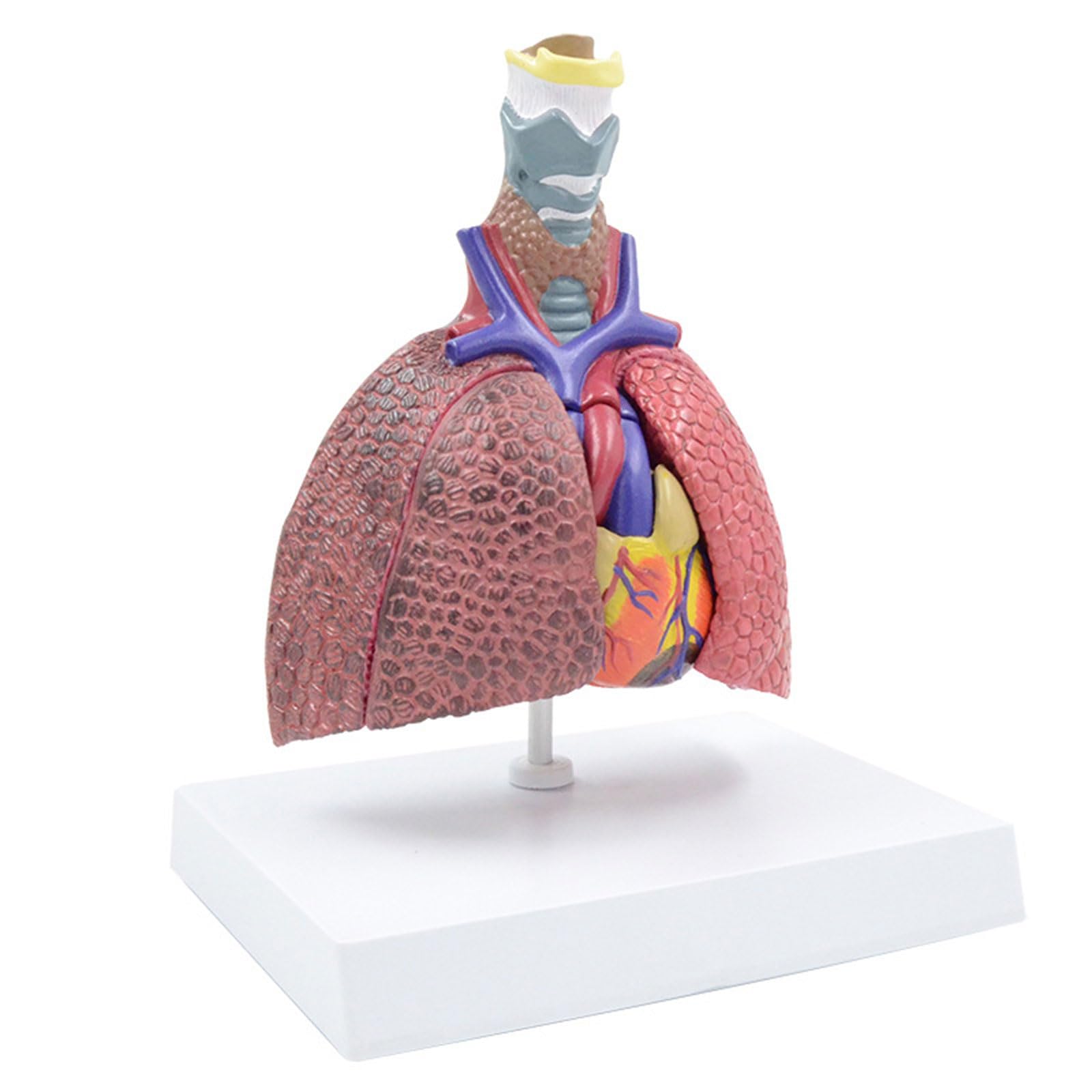 ZHOUYQX Anatomical Respiratory Model Life Size Pathological Lung Anatomy Model for Diseases Study