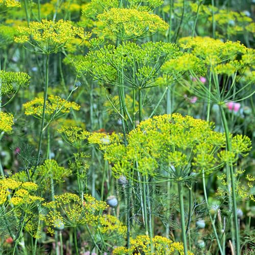 semi di aneto perenni resistenti - vecchie varietà da giardino roccioso, tappezzanti, 500pcs