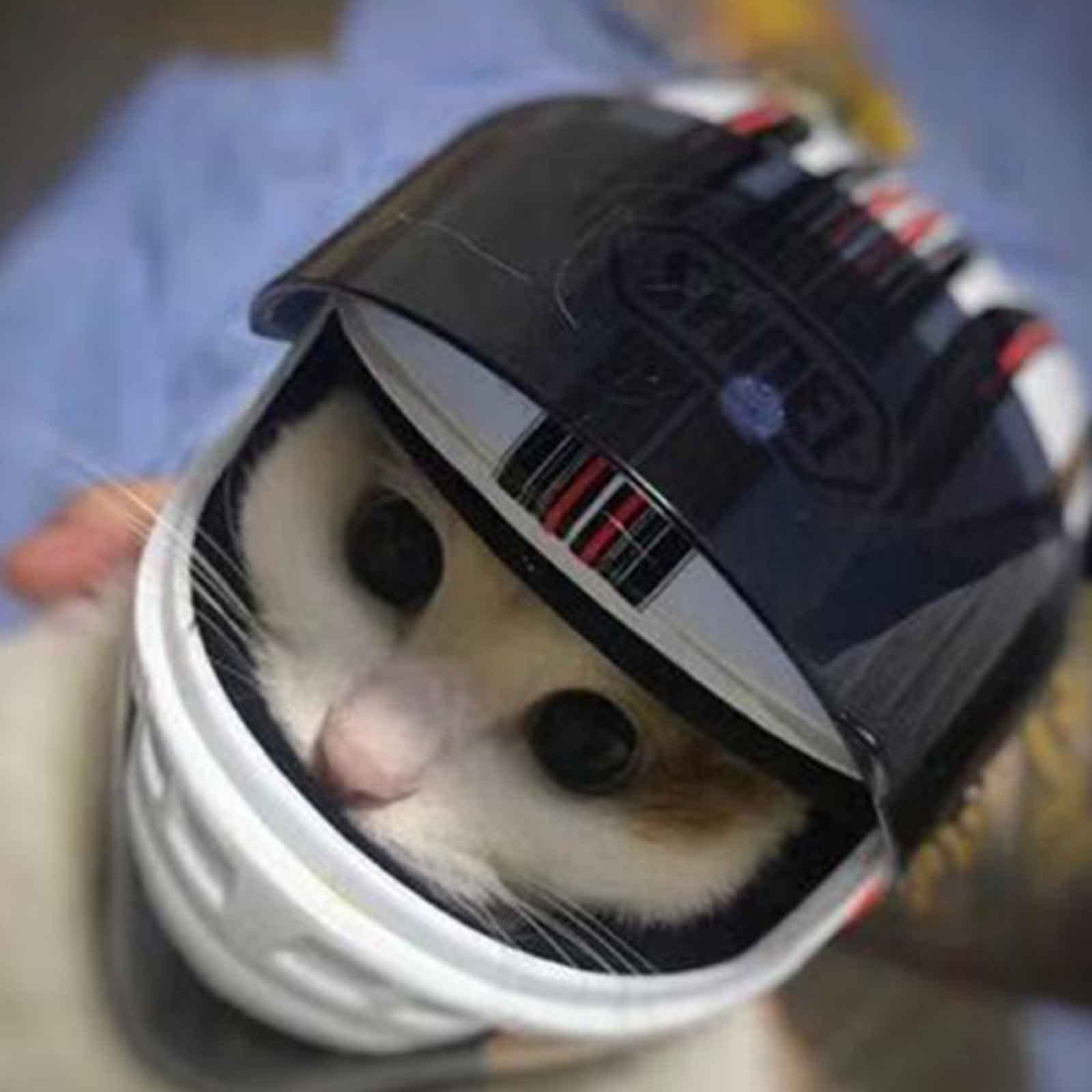 Amazon.co.jp: 犬のヘルメット ドッグヘルメット ペットのオートバイ 