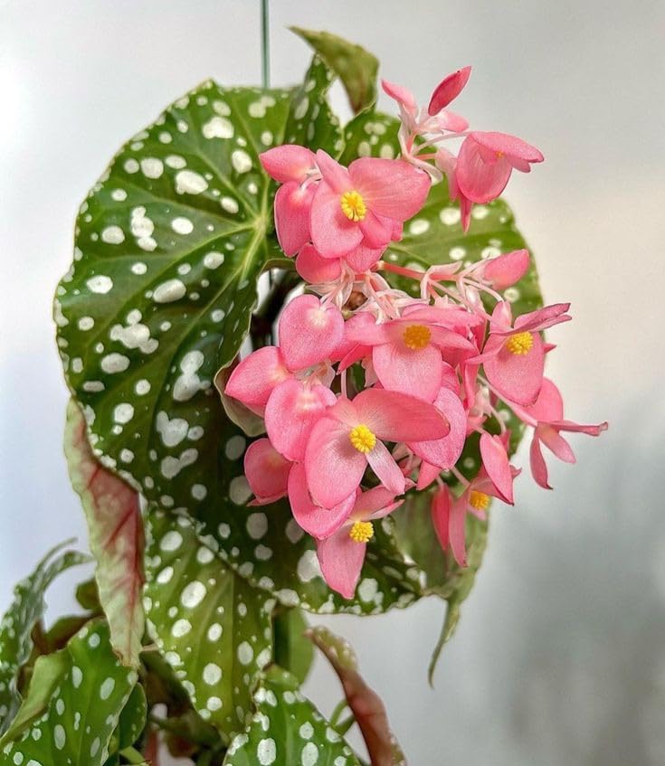 SVG® Imported Drooping Begonia For Your Home & Garden pack of 2 bulbs (DARK PEACH)