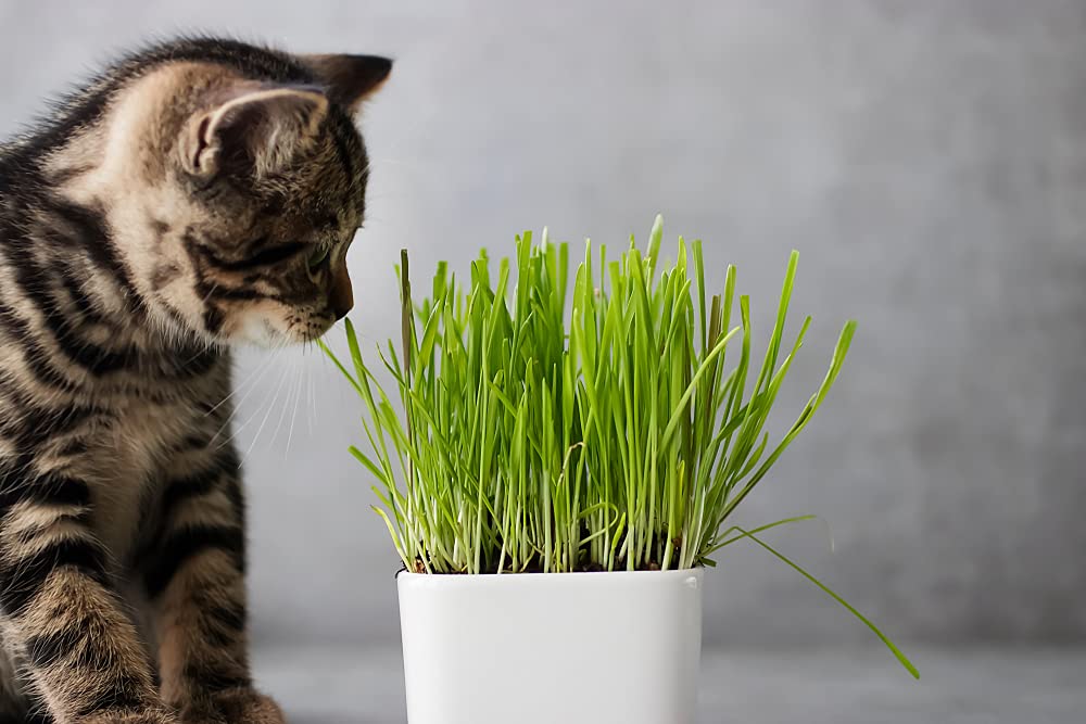WORKERS & TCB/ Football T 色Cat Graas Amazon.com : Cat Grass Seeds for Planting - 5 Pounds - Nutritious