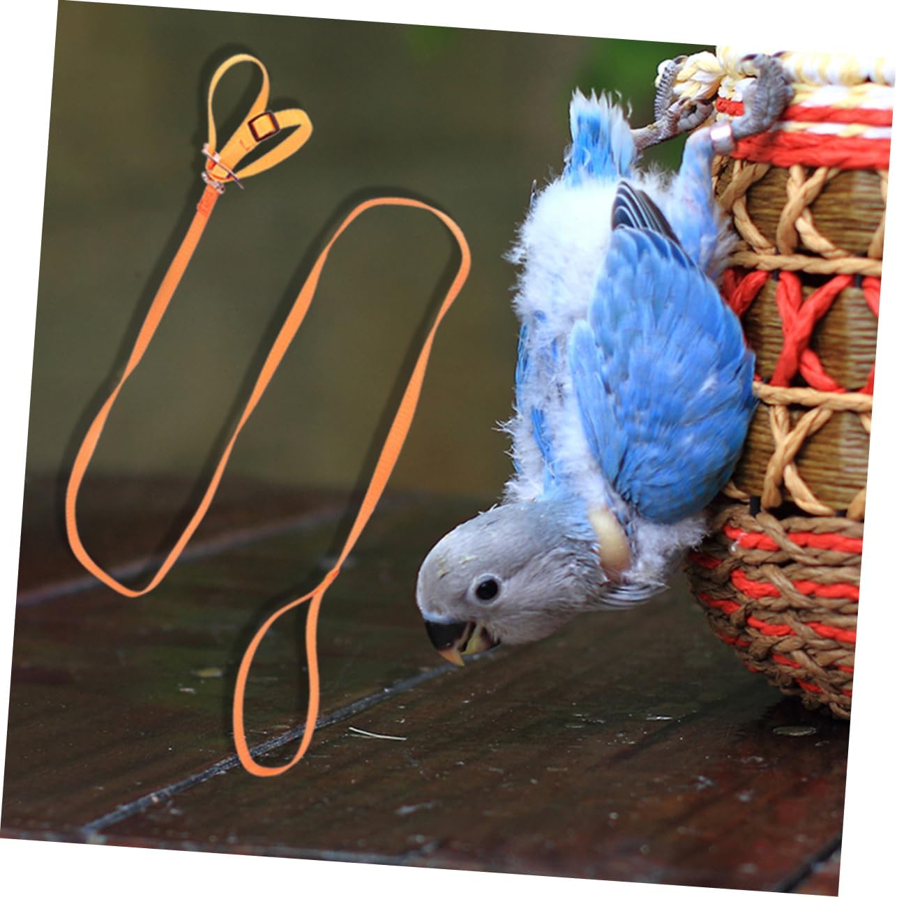 Mikikit 1pc Bird Leash for Hamster Turtle and Lizard Pet Tow Rope for Outdoor Walking and Safety Lightweight and Convenient Design