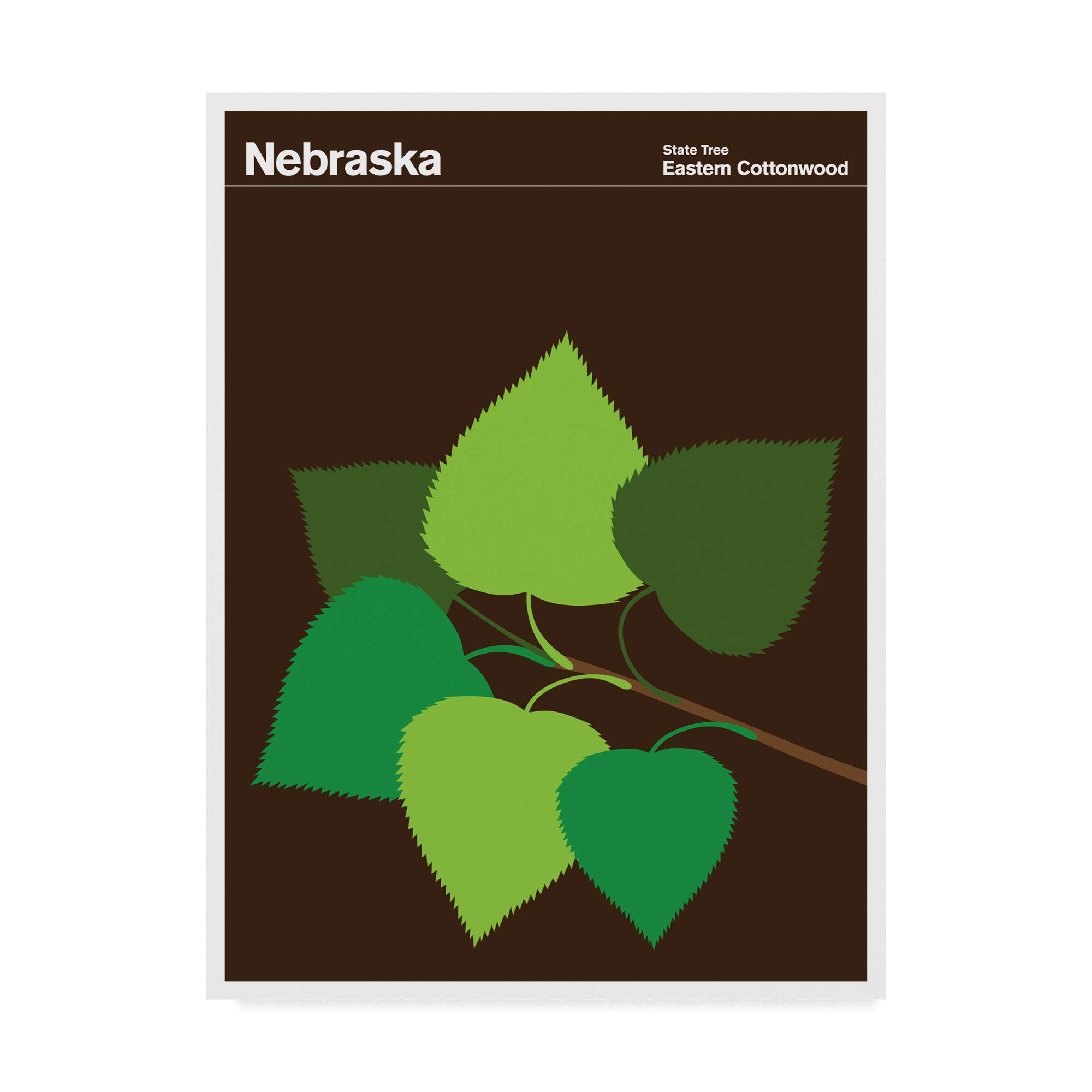 Trademark Fine Art Nebraska Eastern Cottonwood by Print Collection-Artist, 35x47-Inch