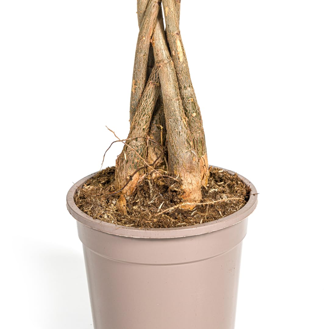 Pachira Aquatica, Roślina doniczkowa, Dekoracja, Zielona, H70-90cm Doniczka Ø19cm