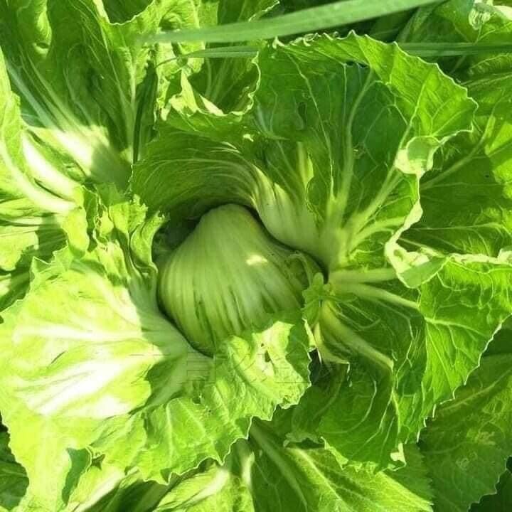 32,000 Seeds; Indian Chinese Mustard Greens; GAI Choi Cabbage 包心芥菜