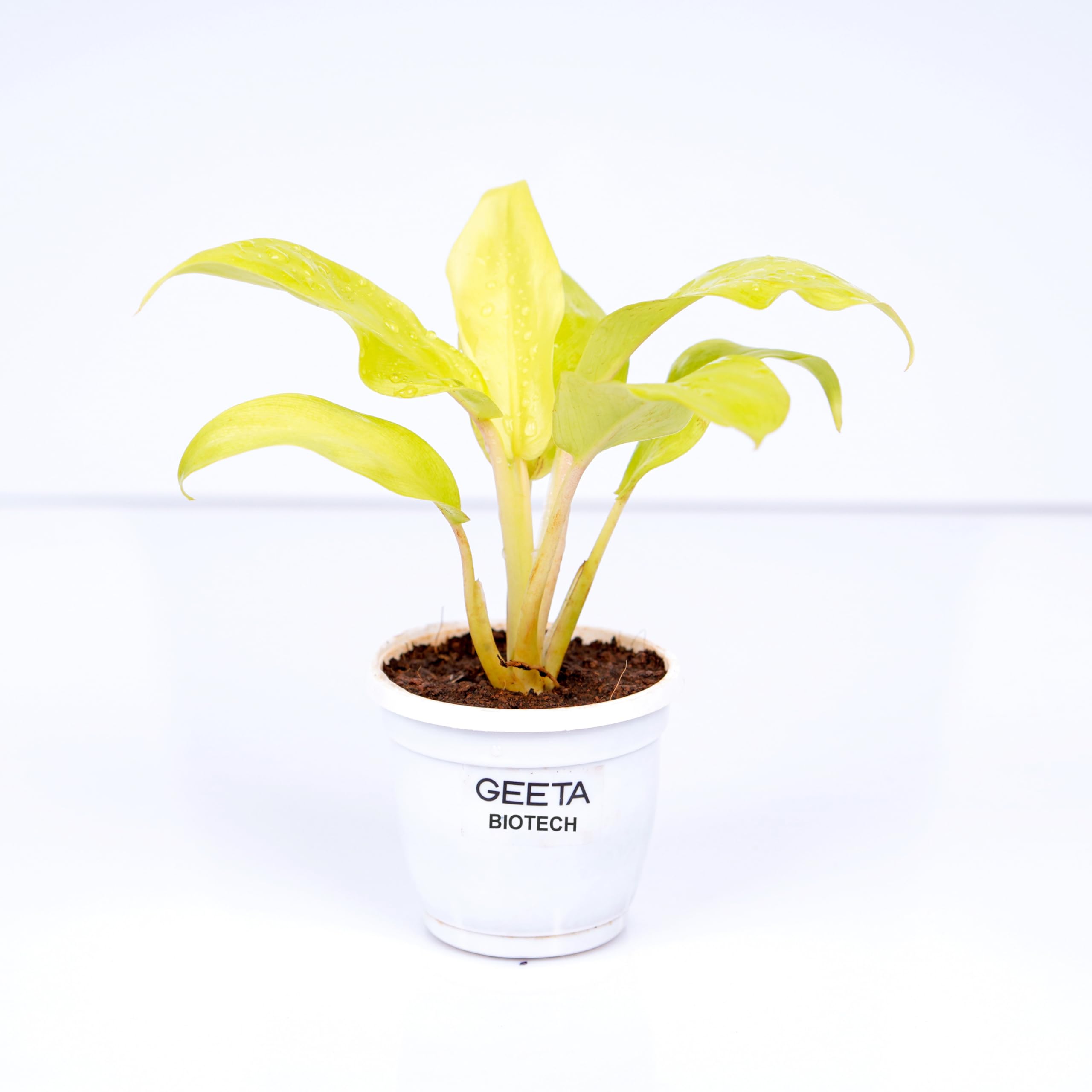 Philodendron Golden Ceylon Plant - Low Maintenance & Air Purifying | Perfect for Home & Office Decor