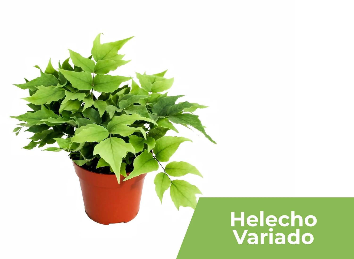 Garden Center shop | Pack ahorro 10 Plantas de Interior Variadas |Purificadoras de Aire | Decorativas y de Bajo Mantenimiento | Ideal para Hogar u Oficina | Plantas Naturales Vivas