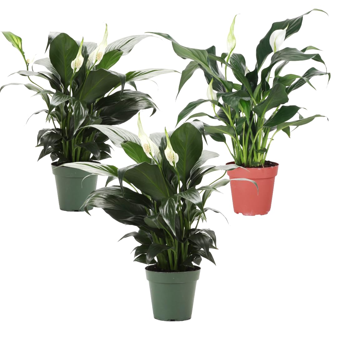 Thorsen's Greenhouse Peace Lily
