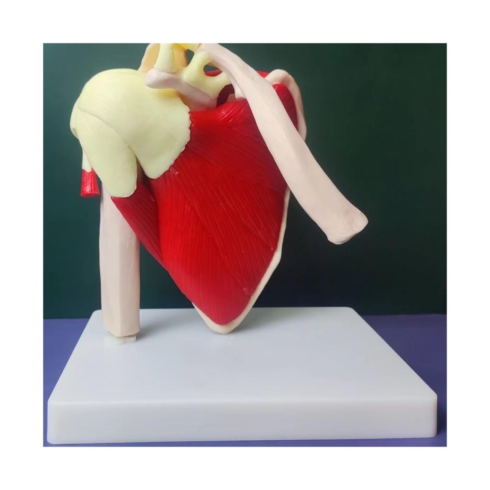 Squelette Humain épaule Omoplate clavicule modèle Musculaire Articulation Fonctionnelle Ligament médical Aide pédagogique