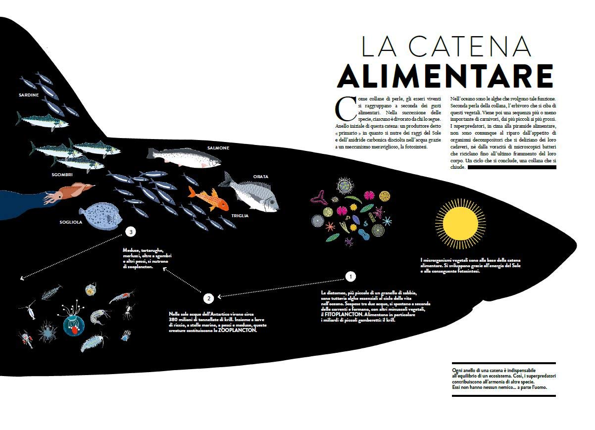 Oceano. Tagli e animazioni per esplorare il mondo marino