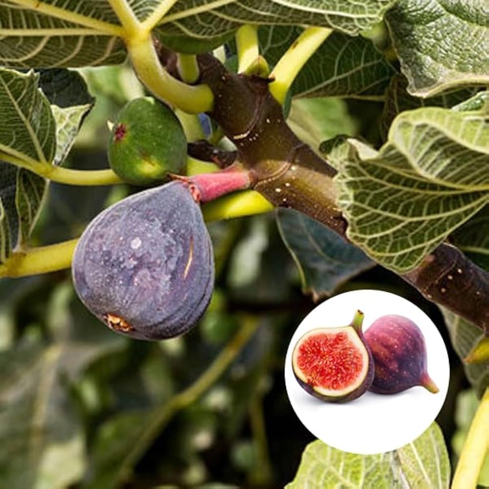 Anjeer Plant – Nutritious Fig Fruit Tree Sapling – Organic, Fast Growing, Low Maintenance Plant for Home Garden, Balcony, and Outdoor Spaces-image-12