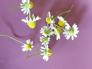 Hundredfold Common German Chamomile 1000 Herb Seeds - Heirloom Matricaria recutita for Herbal Tea, Packed and Shipped in Canada