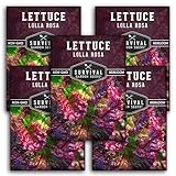 Lolla Rossa Lettuce Seeds for Planting - Red Leaf Lettuce Seeds for Garden Growing, Heat Tolerant Cut-and-Come-Again Heirloom Non-GMO Variety - Survival Garden Seeds (5 Packs)