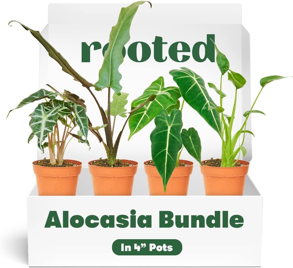 RootedBundle Alocasia Box | Live, Easy Houseplant (4-inch Pot)