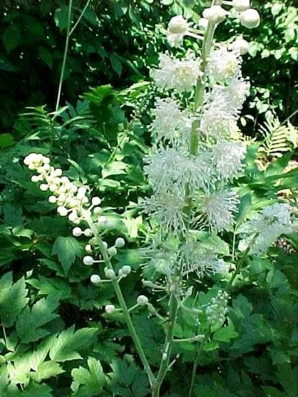 Miniatura 2 de Black Snakeroot Semillas para Plantar (15 Semillas) - Planta Rara - Cimicifuga racemosa