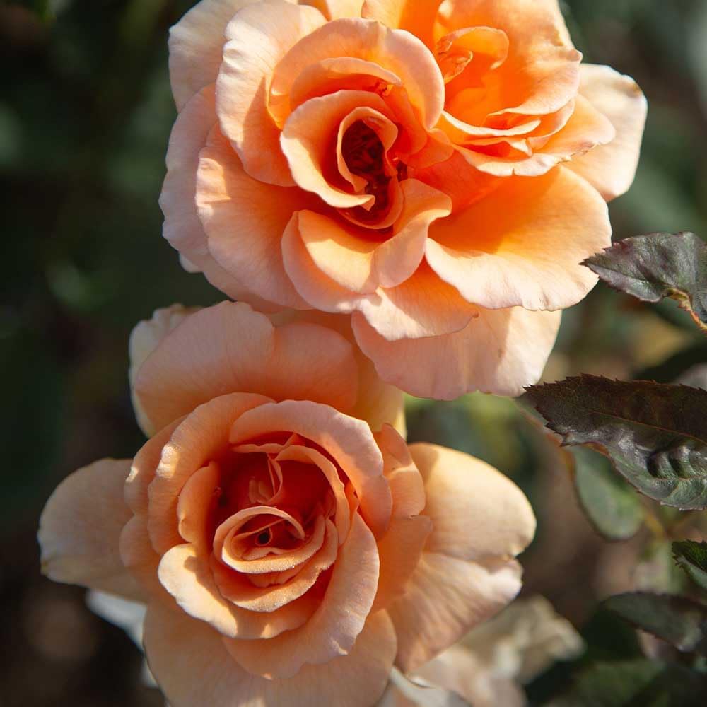 Heirloom Roses Rose Plant - Brandy™ Apricot Rose Bush, Hybrid Tea Live Plant for Planting Outdoors