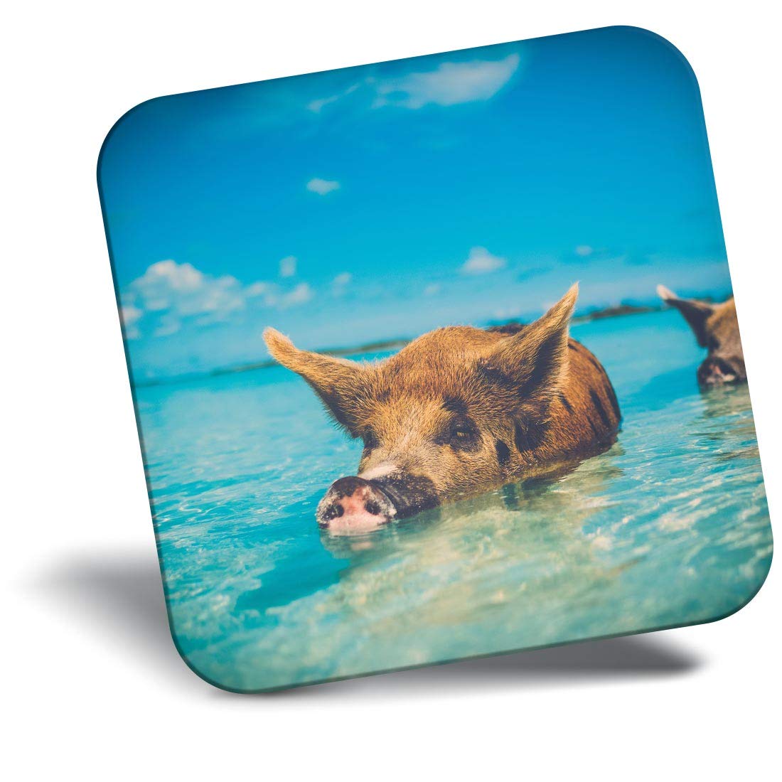Destination Vinyl Ltd Fridge Magnet - Wild Swimming Pigs The Bahamas For Office, Cabinet And Whiteboard, Magnetic Stickers, 46443