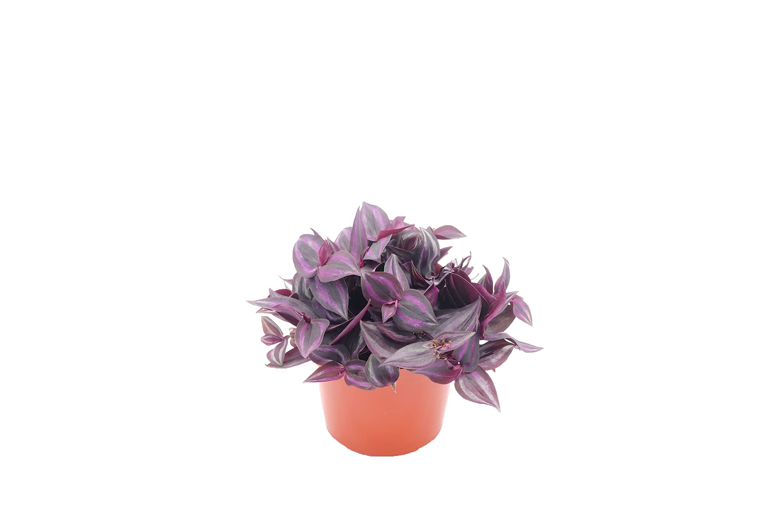 Bフライデー蔵出し特価 本紫檀猫足2段花台高さ35cm幅31cm B