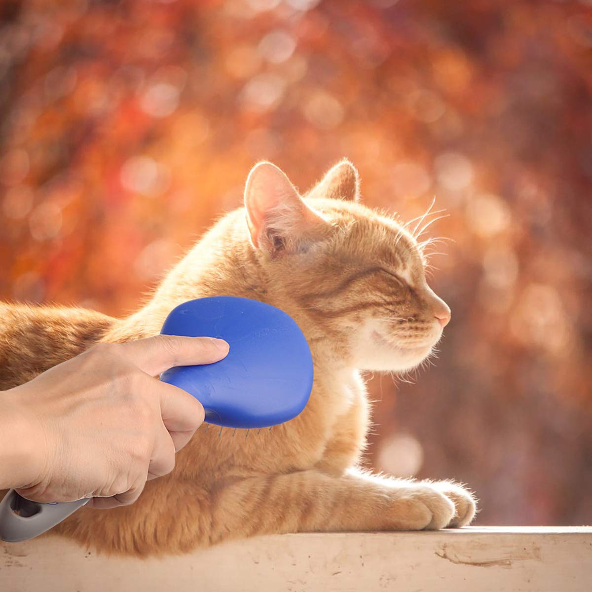 BOTH WINNERS Mane and Tail Brush for Horses and Dogs with Soft Touch Grip (BLUE) : Pet Supplies