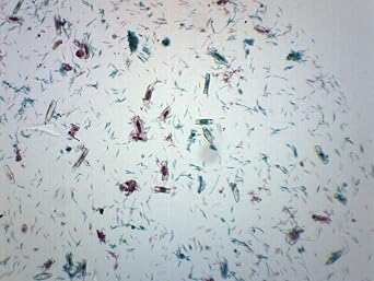 EISCO Mixed Diatoms, Wholemount - Prepared Microscope Slide 75 x 25mm Biology & Microscopy- Eisco Labs