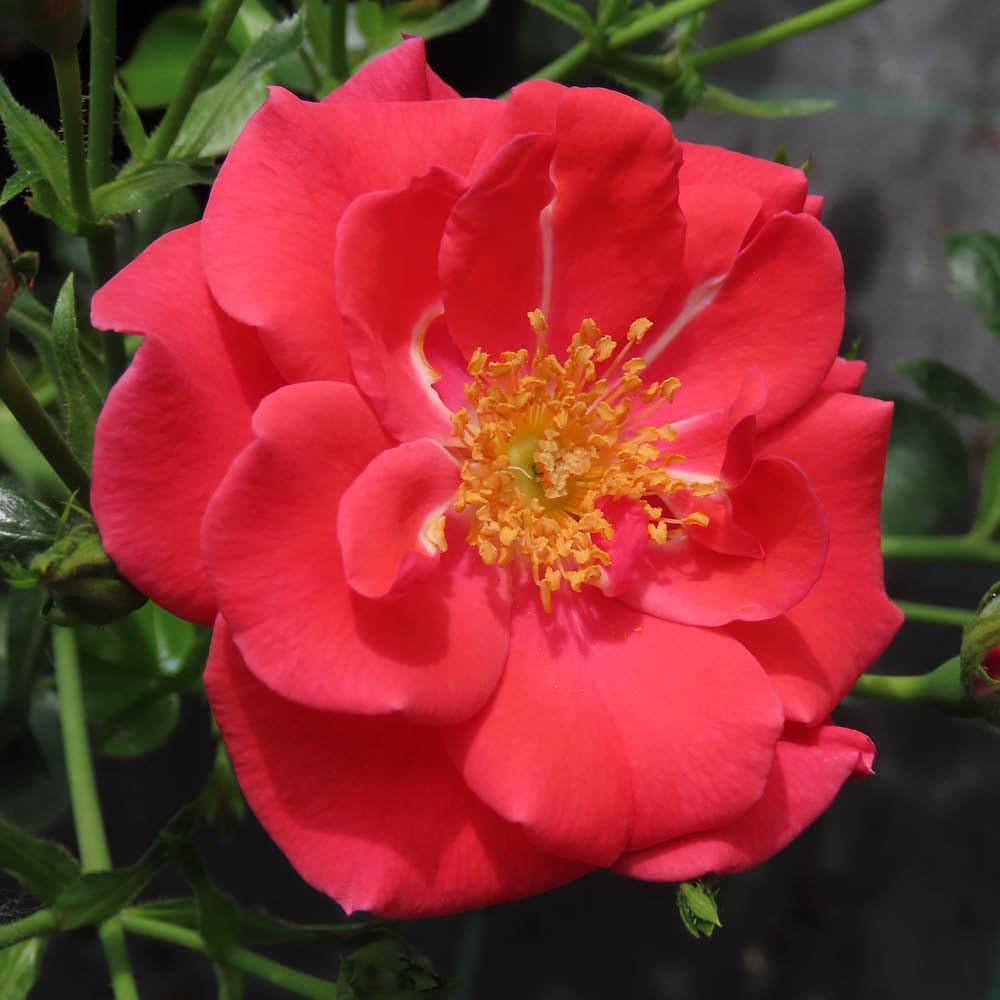 YouGarden Harkness Roses Jason's Rose, 4 Litre Potted, Climbing Rose Plant, Fragrant Repeat Flowering, Garden Colour