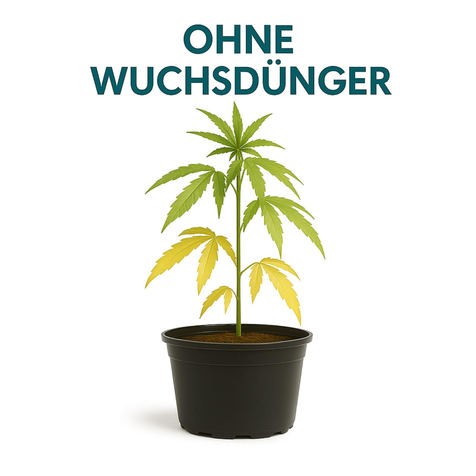 Weedness Canna COGr Vega A&B 5 litrów - nawóz do hydrokultury kokos substrat Coco Grow uprawa do wnętrz