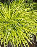 All Gold Japanese Forest Grass - Hakonechloa - Shade Lover - 4' Pot