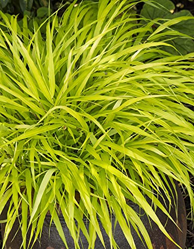 All Gold Japanese Forest Grass - Hakonechloa - Shade Lover - 4' Pot