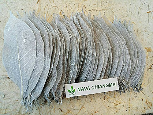Nava Chiangmai Rubber Tree Leaves - Pack Of 100 Skeleton Leaves Decorative Diy Craft, Artificial Leaves Craft Card Scrapbook Diy Handmade Embellishment Decoration Art (Silver) #TOP4