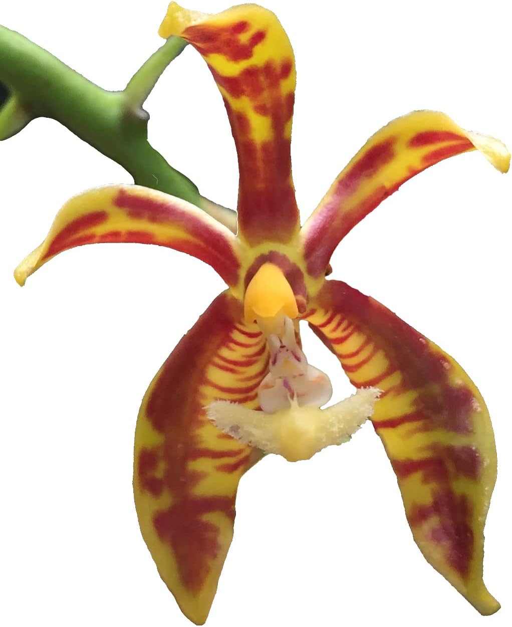 Orchid Insanity Phalaenopsis mannii - Citrus-Fragrance Blooms Species India/Vietnam (NOT in-Bud/Bloom When Shipped), Blooming Size