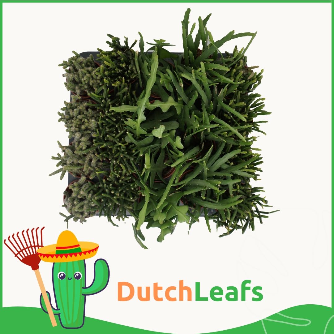 Rhipsalis Mix 20 Stück Verschiedene Mini-Sukkulenten im Ø 7 cm Terrakotta Blumentopf - Rutenkaktus Korallenkaktus Sukkulent Kleine Pflanzen Pflegeleicht - Höhe 8-15 cm