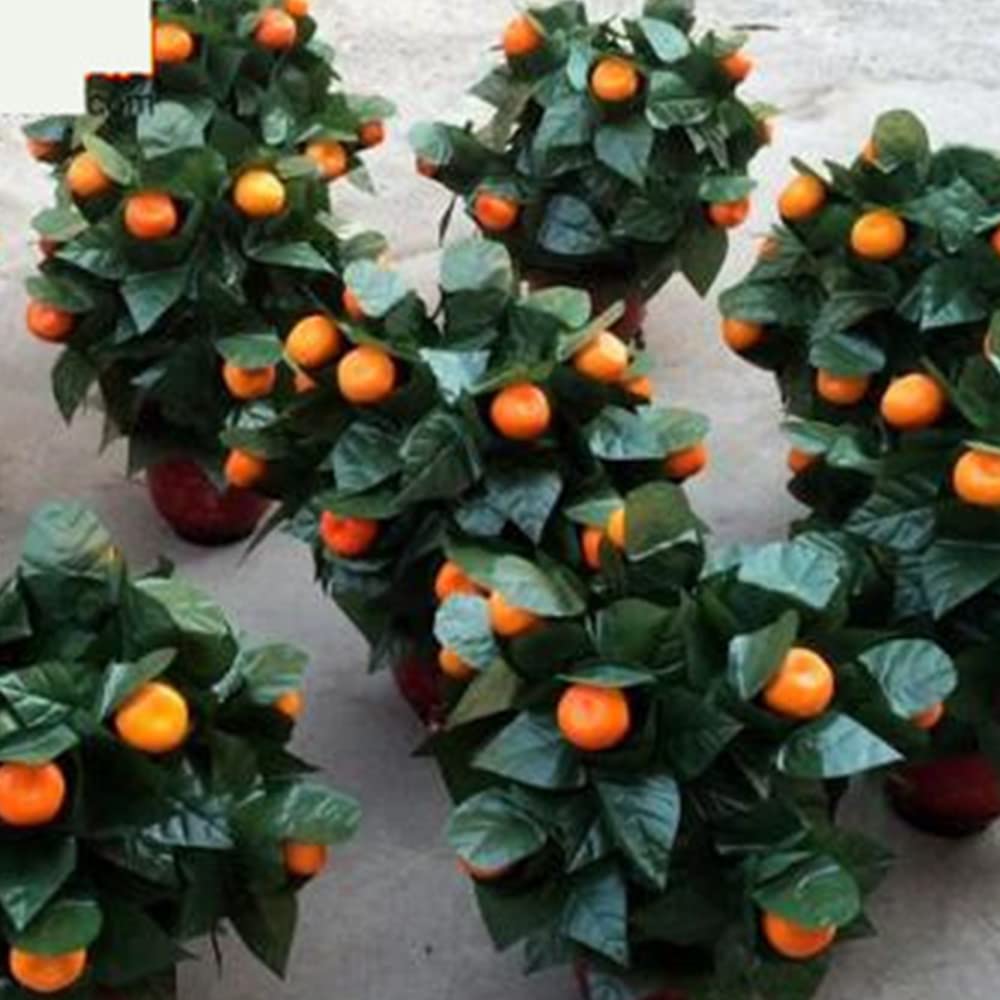 Blooming Oranges – Télécommande (10 oranges, version à piles), tours de magie, oranges apparaissent Vanish Magia Scène, fête, mariage, comédie