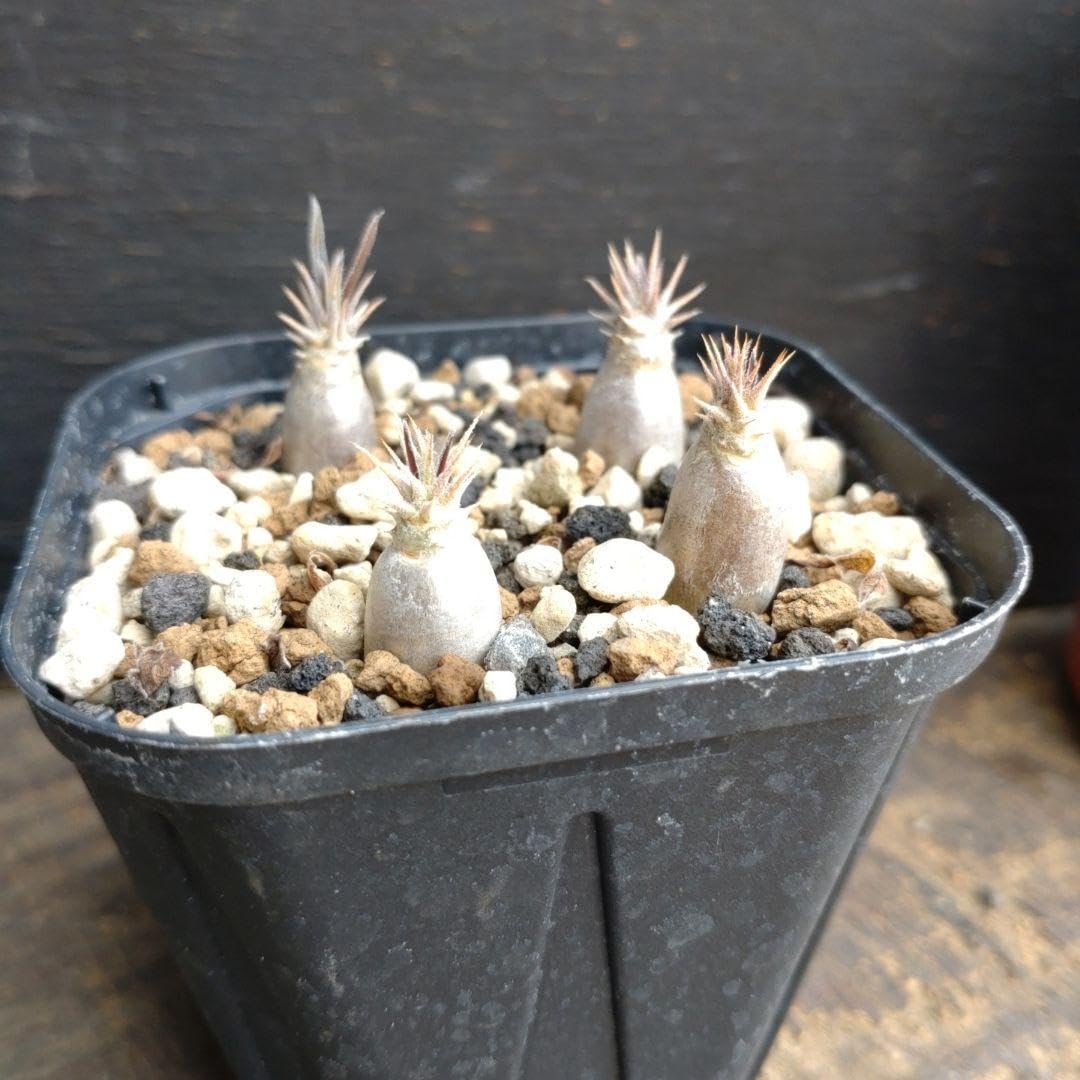 Amazon.co.jp: パキポディウム マカイエンセ 実生 4株植え : DIY・工具