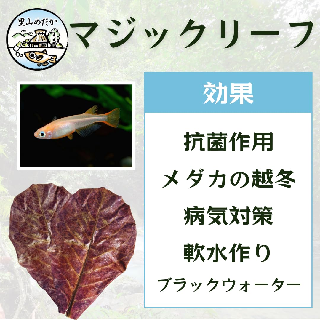 Amazon.co.jp: 里山めだか マジックリーフ モモタマナ 国産 水質改善