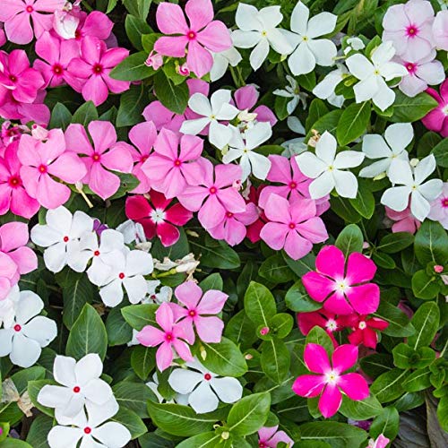 Sadafuli/Vinca/Sadabahar - Mixed beautiful colour flower Seeds (Sadafuli/Vinca flower Seeds, 200) (B0BBDBFBNH) Amazon Price History, Amazon Price Tracker