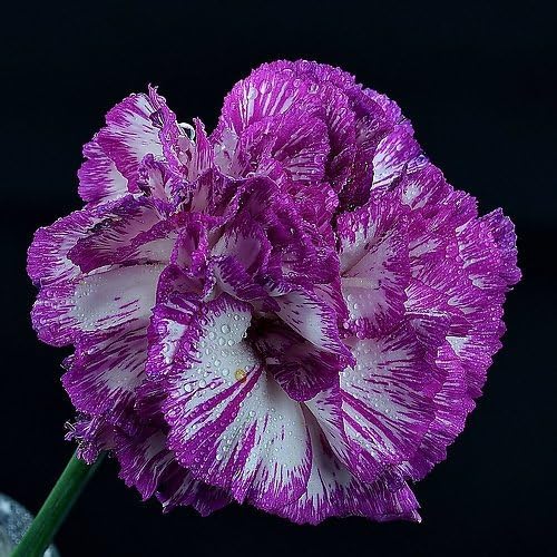 (22 150pcs Carnation Seeds Bonsai Dianthus
