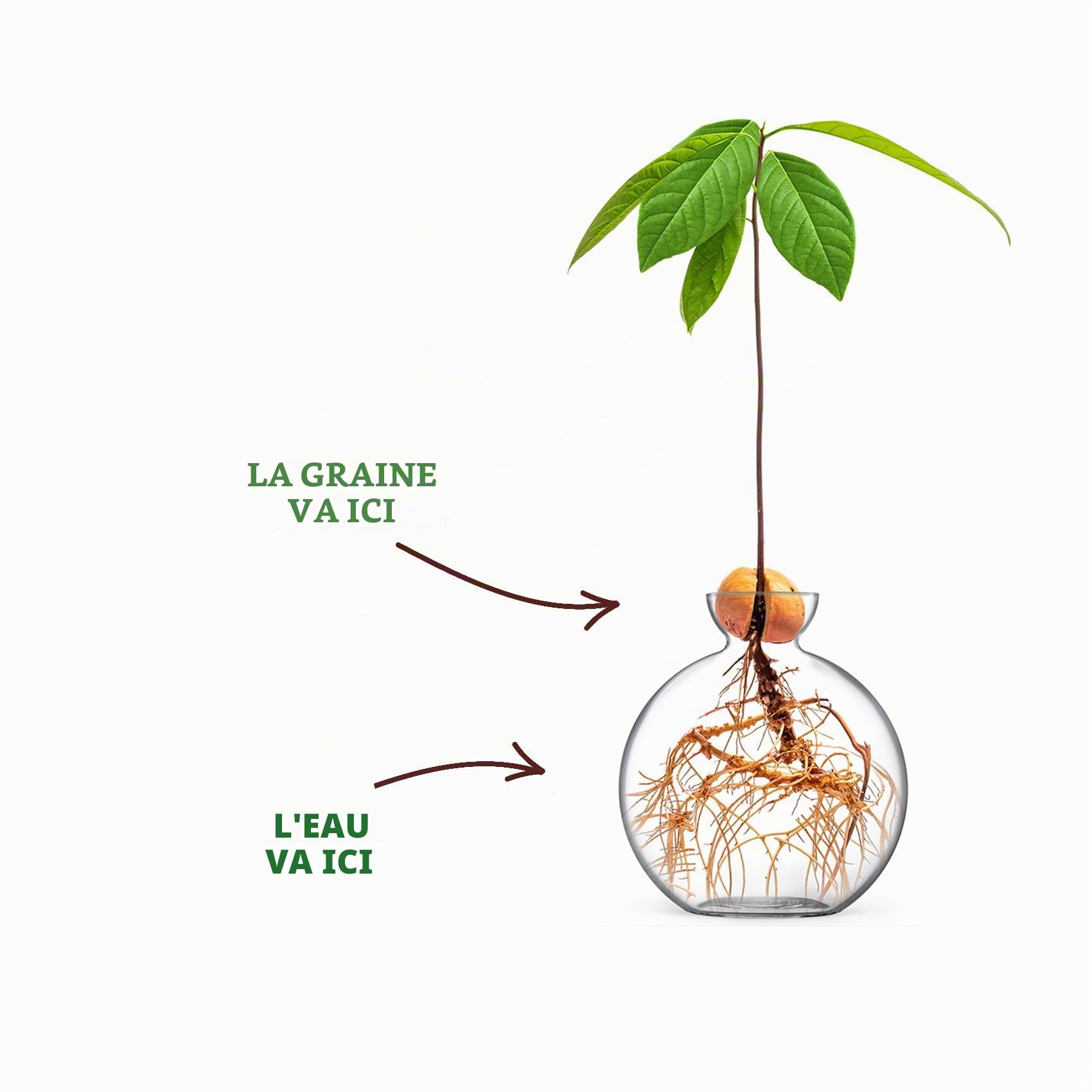 Vase à graines d'avocat, vase de propagation en verre soufflé à la main pour cultiver des plantes d'avocat, cadeau unique pour les amateurs de plantes
