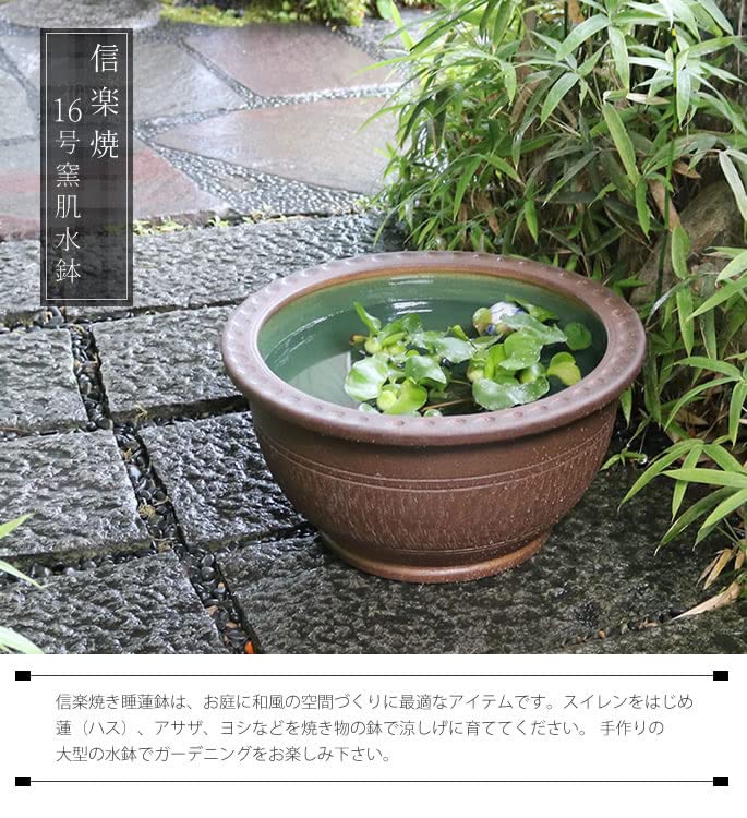 Amazon | 信楽焼 16号トチリワン型すいれん鉢 睡蓮鉢 スイレン鉢 屋外