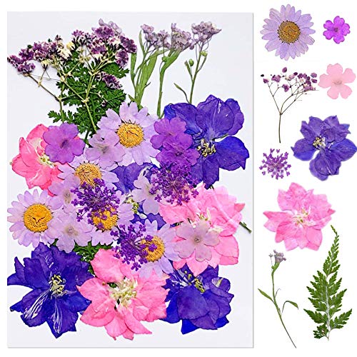IHUIXINHE Flores Prensadas Secas Reales, Flores de la Naturaleza Real y Hojas de Flores Mezcladas, para Fabricación de Joyas de Resina y Decoraciones Florales Artísticas (Púrpura) Cover