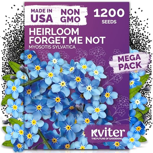 KVITER 1200 Forget Me Not (Myosotis sylvatica) Seeds – Charming Blue Spring Flowers for Shady Gardens – Easy to Grow, Ground Cover Use, Perfect for Borders and Containers