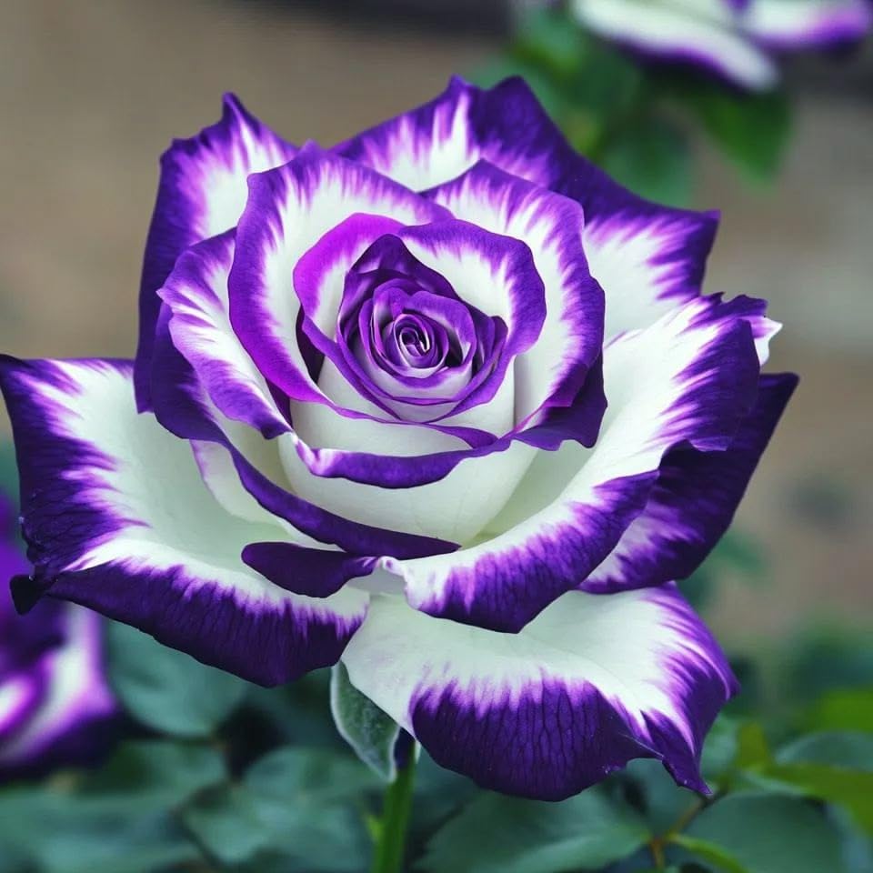 Rare Rose Plant - Hardy Perennial Rose Shrub - Richly Fragrant - Suitable for Potted and Ground Planting - Beautiful Garden Landscaping/that Grow Fast/Golden Jade Carving-5 Root-A