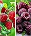 Produktbild BALDUR-Garten Himbeeren-Kollektion, 2 Pflanzen 1 Pflanze Himbeere TwoTimer® Sugana® und 1 Pflanze Schwarze Himbeere 'Glen Coe'