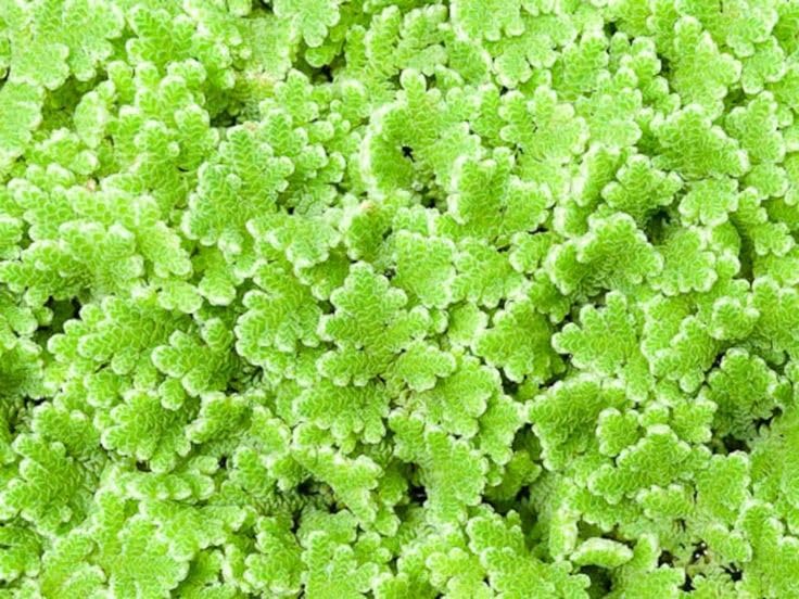 Fairy Moss Seeds Compact Floating Aquarium Green Cover for Aquascaping Fish Habitat Pond Beauty and Green Productivity Uses (1300 Healthy Plant Seeds In Packet)-image-15
