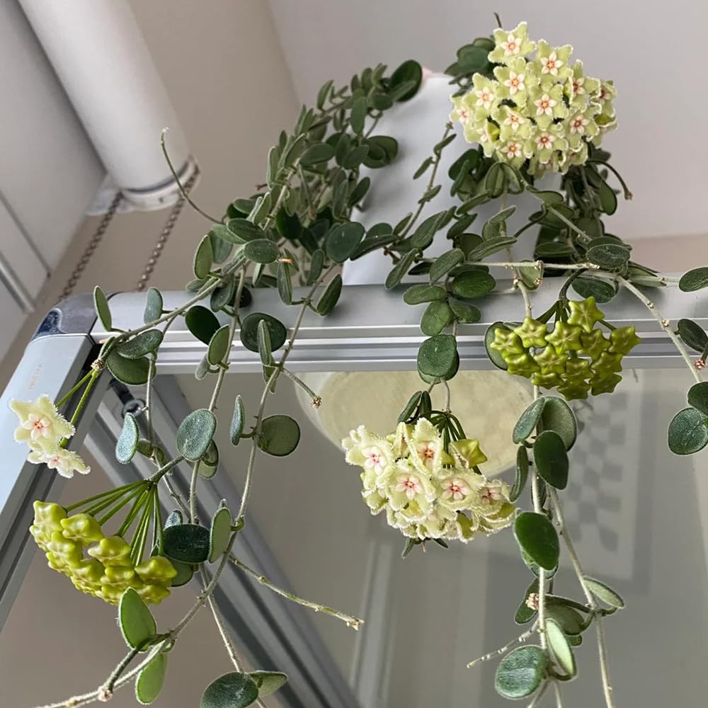 hoya, porzellanblume - outdoor rankpflanzen wachsblume dekoration  wohnzimmer exotische zimmerpflanzen bodendecker stauden garten topfpflanzen  deko bro blumensamen mehrjhrig 300samen : Amazon.de: Garten