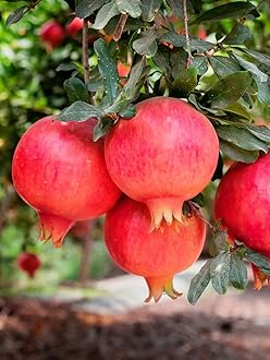 Parfianka Pomegranate Tree, Fruit Bearing, Hardy, 1 gal Nursery Pot, 12-18 in Tree Height (Due to Agricultural Laws, we Cannot Ship to CA, AZ, AK, or HI)