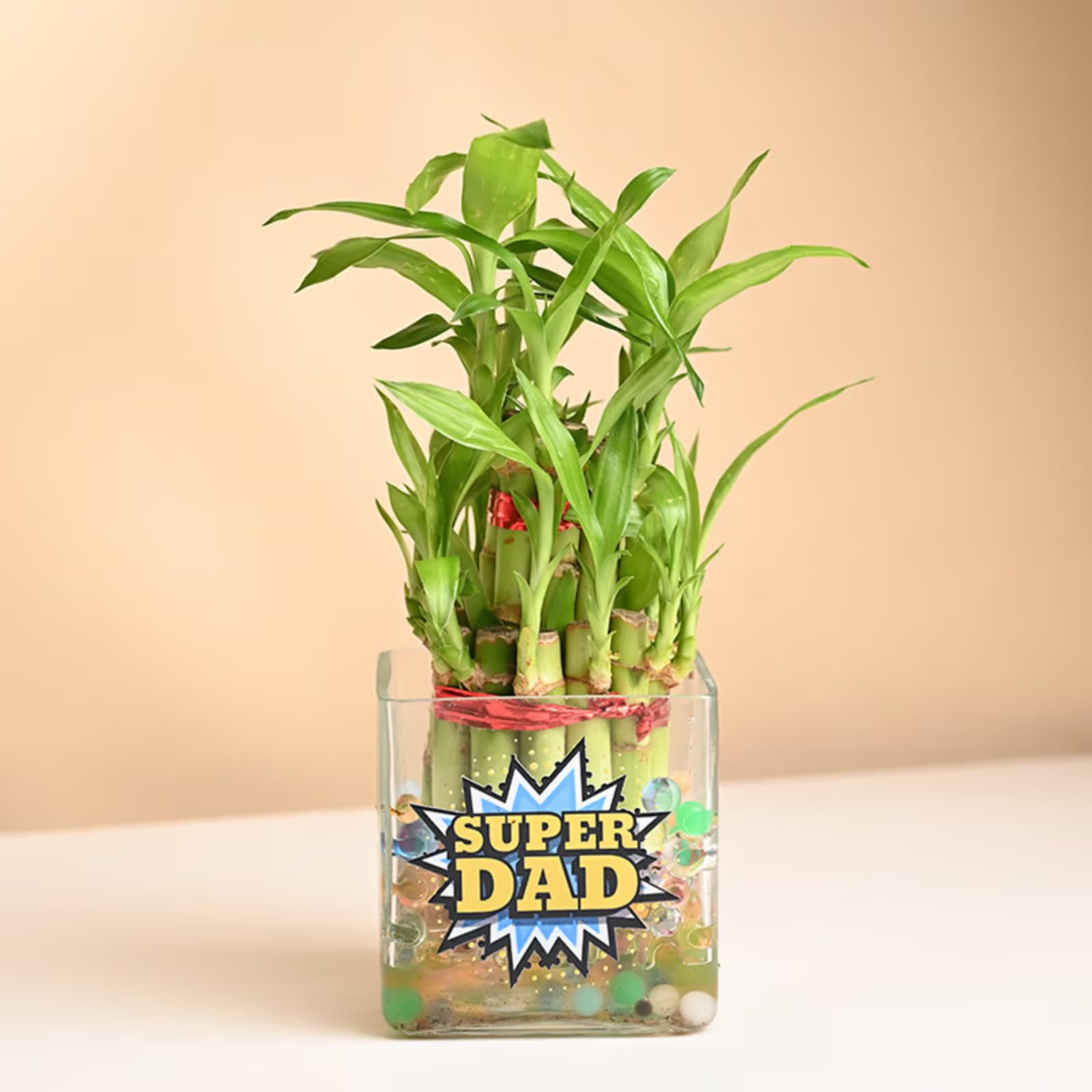 FlowerAura Air Purify 2 Layer Lucky Bamboo Live Indoor Plant In Glass Pot With Sticker For Office/Home Decor, Gift For Dad, Gift For Papa, Gift For Father-In-Law, Fathers Day Gift (Same Day Delivery) (B0D62XL4WL) Amazon Price History, Amazon Price Tracker