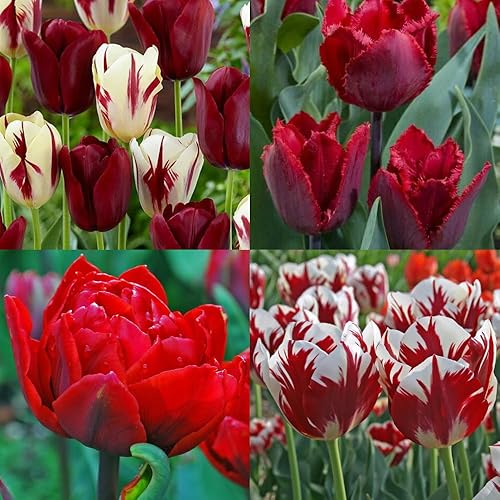 15 bulbos de tulipán rojo para plantar en otoño, vibrantes flores primaverales, fácil plantación de otoño, bulbos de tulipanes a granel, flores